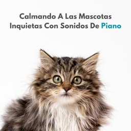 Calmando A Las Mascotas Inquietas Con Sonidos De Piano - Relajación Piano