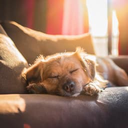 Éxtasis De Perros: Caminos Musicales Relajantes - Naturaleza Sonora