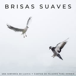 Brisas Suaves: Una Sinfonía De Lluvia Y Cantos De Pájaros Para Dormir - Lluvia Relajante para Dormir