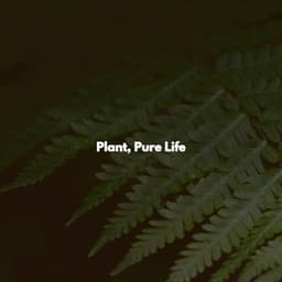 Plant, Pure Life - Música Lounge para Cafés