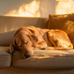 Patas Nocturnas: Lofi Chill Para Perros - Dualidad pura