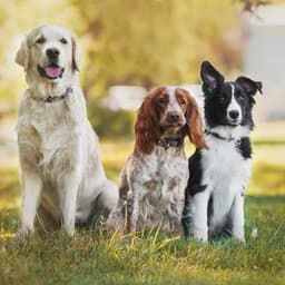 Quiet Dog Nights: Music to Soothe Dogs - Sugar Dressing