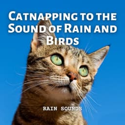 Rain Sounds: Catnapping to the Sound of Rain and Birds - Relaxing Rain Sounds