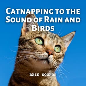 Rain Sounds: Catnapping to the Sound of Rain and Birds - Relaxing Rain Sounds