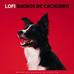 Lofi Sueños De Cachorro: Melodías Suaves De Perrito - Colores de la ciudad de Lofi