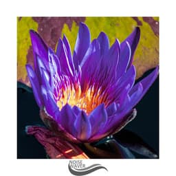 Little Noisy Audio - White Noise for Reading