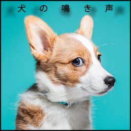 犬の鳴き声 - Eny Time