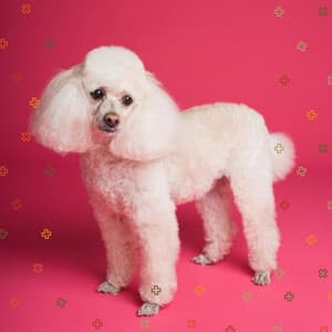 Fun Bgm for Dog Stress - Sleeptime for Dogs