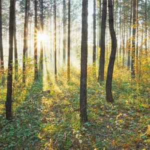 Easy Listening Piano Classics - Easy Listening Piano Classics