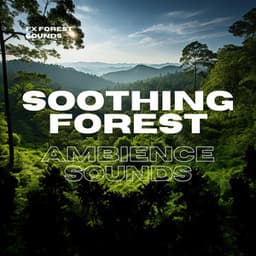 Soothing Forest Ambience Sounds - FX Forest Sounds