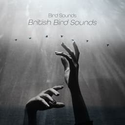 100 British Bird Sounds - Bird Sounds