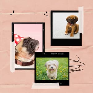 Music for Doggies Resting - Piano - Dog Music Waves