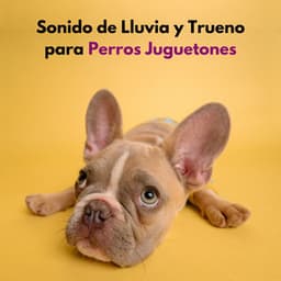 Sonido De Lluvia Y Trueno Para Perros Juguetones - Trueno Tropical
