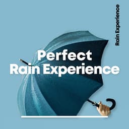 Perfect Rain Experience - Rain Recordings