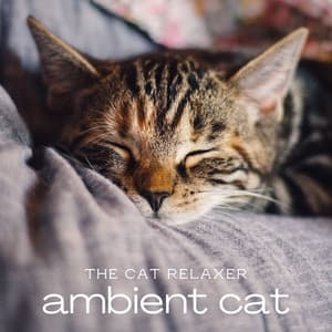 Ambient Cat - The Cat Relaxer