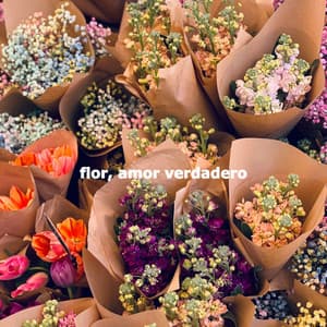 flor, amor verdadero - Jazz For Sleeping