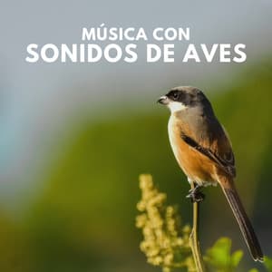 Música con Sonidos de Aves - Sonidos De Pajaros