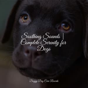 Soothing Sounds | Complete Serenity for Dogs - Music for Calming Dogs