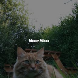 Meow Mixes - Música Alegre para Cafe