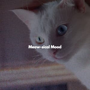 Meow-sical Mood - Musica de Piano Ambiente