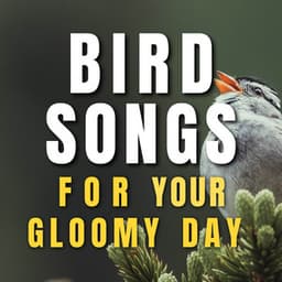 Bird Songs for Your Gloomy Day - Bird Sounds