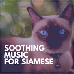 Soothing Music for Siamese - Music for Cats Peace