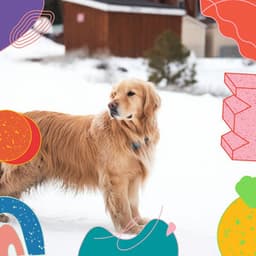 Echoes of Time With Pups - Music For Pets