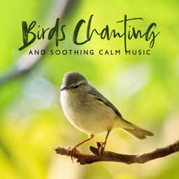 Birds Chanting and Soothing Calm Music - Bird Song Group