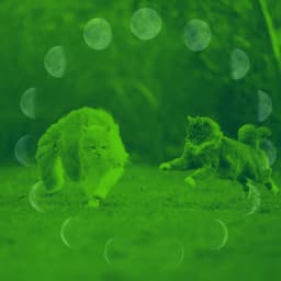 Beautiful Quartet Jazz - Background for Comfortable with Cats - Calm Music for Cats