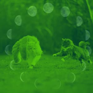 Beautiful Quartet Jazz - Background for Comfortable with Cats - Calm Music for Cats