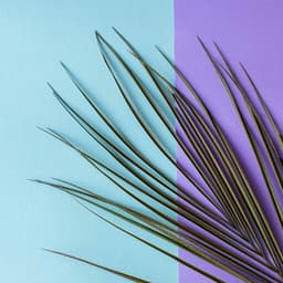 Feelings for Happy Sundays - Rio Bossa Nova Quartet