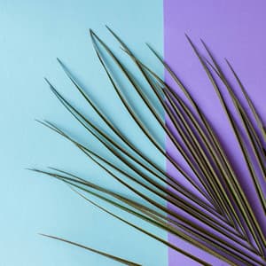 Feelings for Happy Sundays - Rio Bossa Nova Quartet