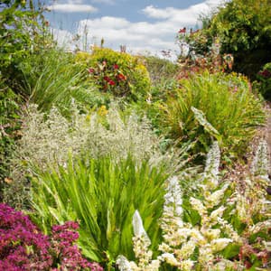 Garden of Stillness - Asian Lofi