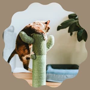 Ambiance for Classic with Cats - Cat Music Hour