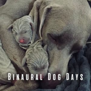 Binaural Dog Days: Soothing Rain and Theta Waves - Relaxation Rain Meditation