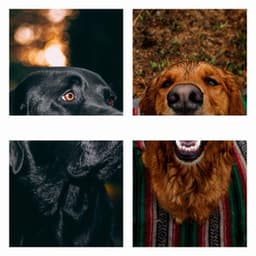 Music for Cutest Dogs - Sleeptime for Dogs