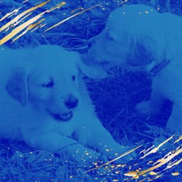 Vivacious Tenor Sax Jazz - Ambiance for Doggy Mental Health - Dog Music Experience