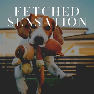 Fetched Sensation - Dog Sleep Academy