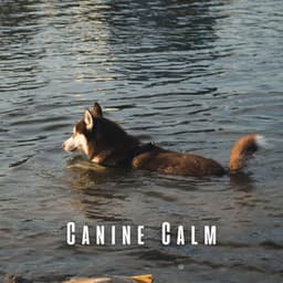Canine Calm: Harmonious Birds and Meditative River for Dogs - Meditation Music Club