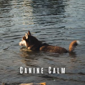 Canine Calm: Harmonious Birds and Meditative River for Dogs - Meditation Music Club
