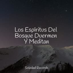 Los Espíritus Del Bosque Duermen Y Meditan - Lluvia