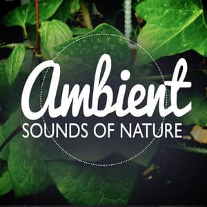 Ambient Sounds of Nature - Ambient Nature Sounds