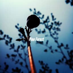 Pine Forest - Study & Chill