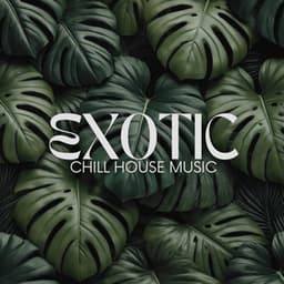Exotic Chill House Music - Tropical Chill Music Land