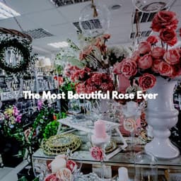 The Most Beautiful Rose Ever - Soft Music Playlisted