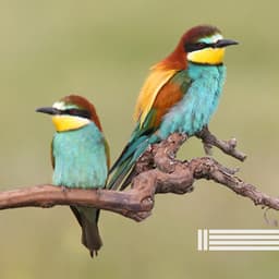 Vögel Im Wald - Vogelstimmen Welt