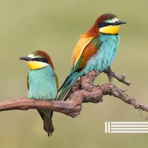 Vögel Im Wald - Vogelstimmen Welt