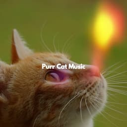 Purr Cat Music - Playlist Musica para Leer