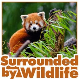 Surrounded by Wildlife - Natural Sound Makers