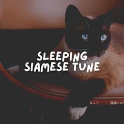 Sleeping Siamese Tune - Music for Cats Peace